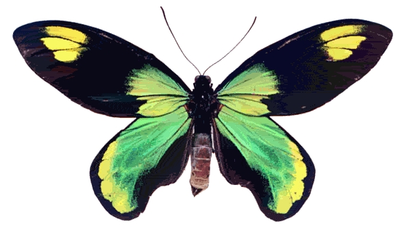 Photos of every species of butterfly you can imagine!!!